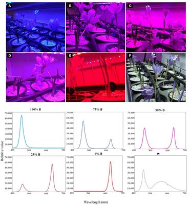 Monochromatic blue light enhances crocin and picrocrocin content by upregulating the expression of underlying biosynthetic pathway genes in saffron (Crocus sativus L.)